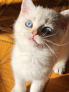 Британские котята (4 фото из 10)