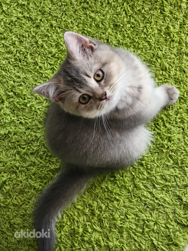 Briti lühikarvaline kassipojad (foto #8)