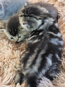 Британские котята (4 фото из 4)