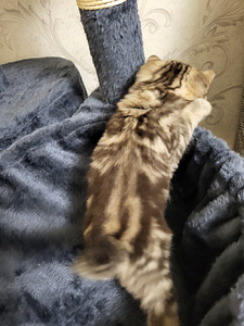 Британские котята (2 фото из 4)
