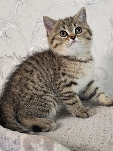 Briti kassipojad (7 foto / 9)