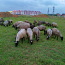 Овцы романовской породы. (фото #1)