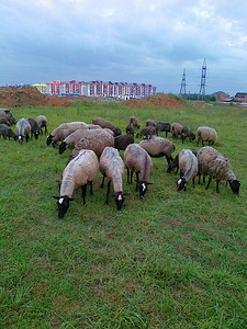 Овцы романовской породы.