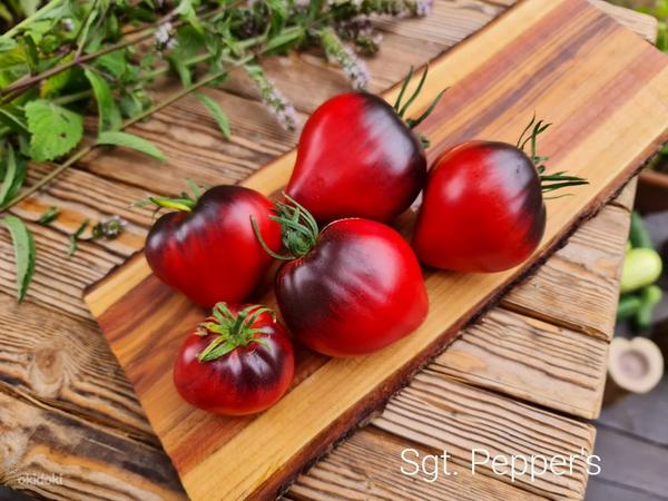 10 сортов полезных и вкусных помидоров с антоцианами! Семена (фото #1)