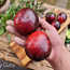 10 сортов полезных и вкусных помидоров с антоцианами! Семена (фото #3)