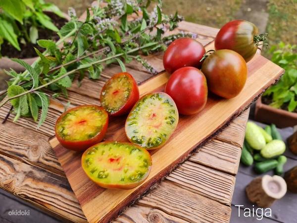Maitsvad tomatisordi seemned (foto #1)