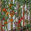 Семена сортовых томатов. Более 100 сортов на выбор (фото #4)