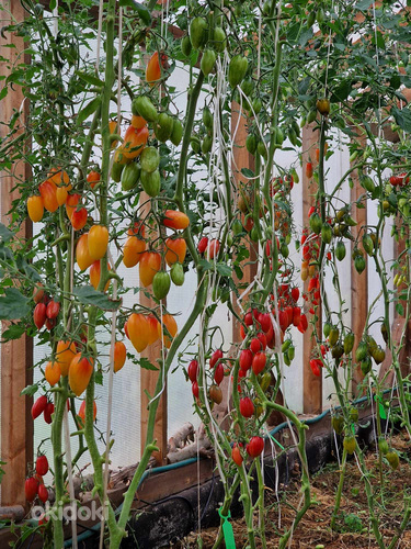 Семена сортовых томатов. Более 100 сортов на выбор (фото #4)