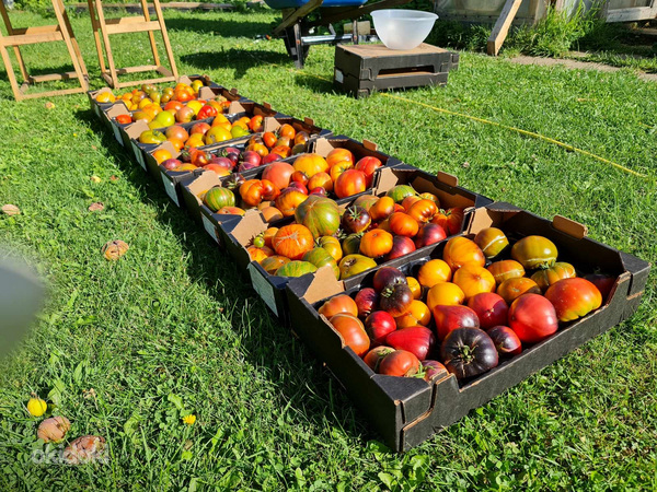 Семена сортовых томатов. Более 100 сортов на выбор (фото #9)