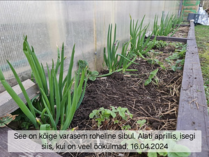 Mitmeaastane Egiptuse sibul, tuntud ka kui mitmekorruseline (2 foto / 8)