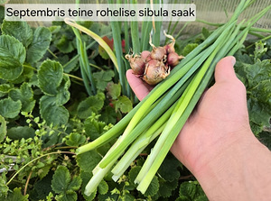 Mitmeaastane Egiptuse sibul, tuntud ka kui mitmekorruseline (3 foto / 8)