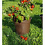 4 sordi maitsev ja eksootiline MICRO DWARF tomatid (seemned) (foto #3)
