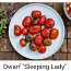 10 sordi maitsev ja eksootiline DWARF tomatit (seemned) (foto #1)