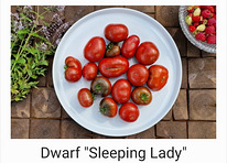 10 sordi maitsev ja eksootiline DWARF tomatit (seemned)