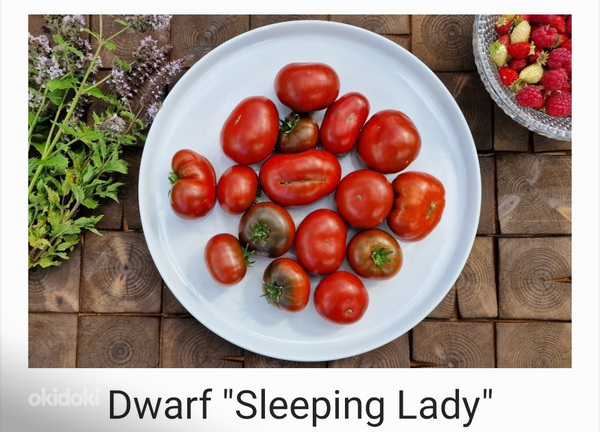 10 сортов вкусных и экзотических томатов DWARF (семена) (фото #1)