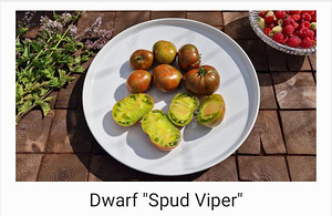 10 sordi maitsev ja eksootiline DWARF tomatit (seemned) (4 foto / 10)