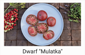10 sordi maitsev ja eksootiline DWARF tomatit (seemned) (7 foto / 10)