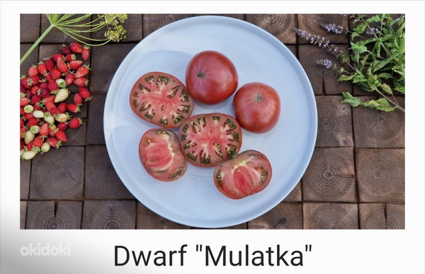 10 sordi maitsev ja eksootiline DWARF tomatit (seemned) (foto #7)