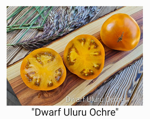 10 sordi maitsev ja eksootiline DWARF tomatit (seemned) (10 foto / 10)