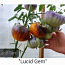 10 сортов вкусных экзотических помидоров с мякотью (семена) №2 (фото #3)