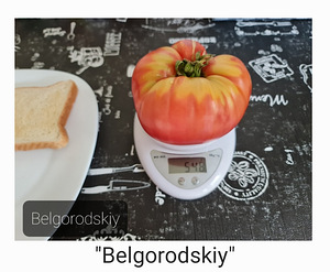 10 sordi maitsev eksootiline liha tomatit (seemned) #2 (6 foto / 10)
