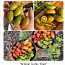 10 сортов вкусных и экзотических помидоров черри (семена) (фото #5)