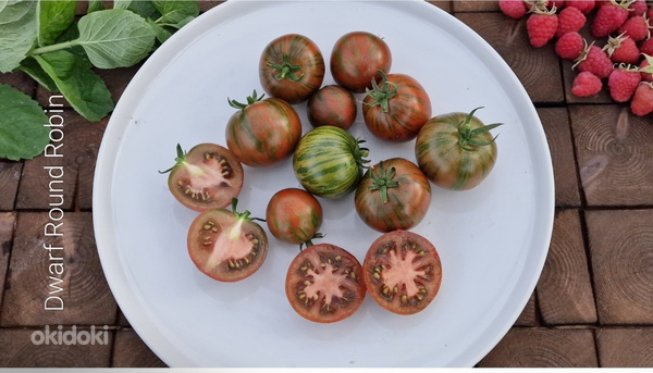 Рассада низкорослых кустовых томатов для открытого грунта (фото #4)
