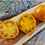 Рассада низкорослых кустовых томатов для открытого грунта (фото #5)