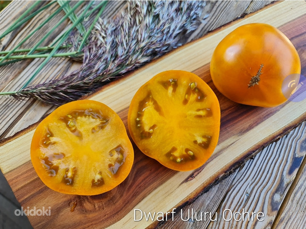 Рассада низкорослых кустовых томатов для открытого грунта (фото #5)