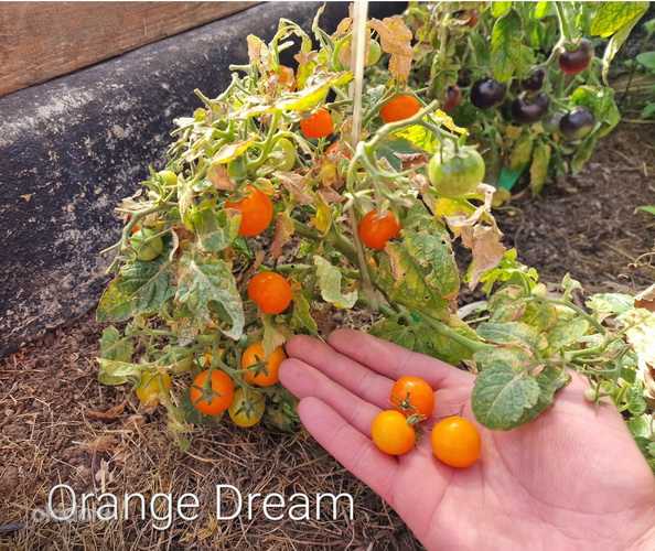 Карликовая горшечная рассада томатов, для выращивания на подоконнике, террасе (фото #6)