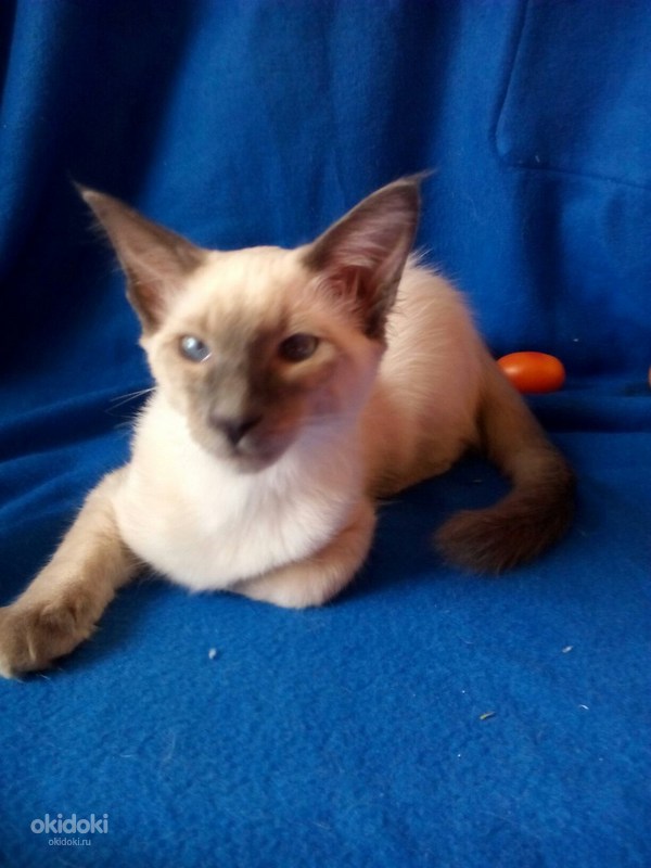 Балинезийский котёнок (фото #2)