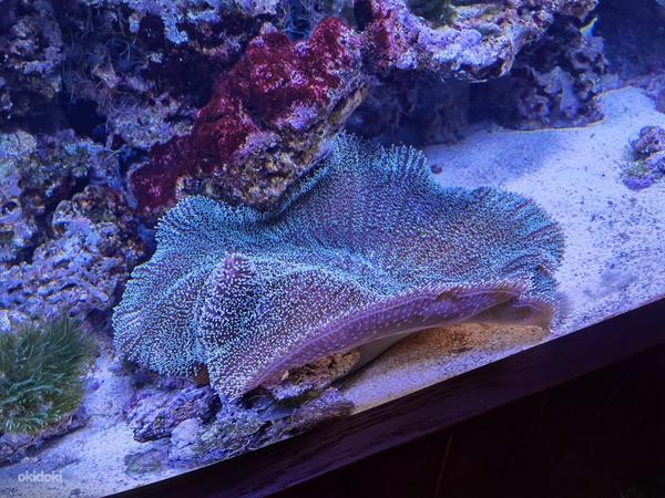 Akvaariumi hooldus / värske / mereline (foto #3)