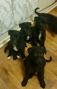 Продам щенят (3 фото из 3)