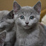 Чистокровные котята породы русская голубая (фото #1)