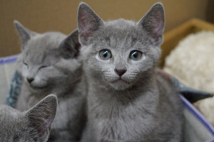 Чистокровные котята породы русская голубая