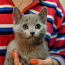 Чистокровные котята породы русская голубая (фото #2)