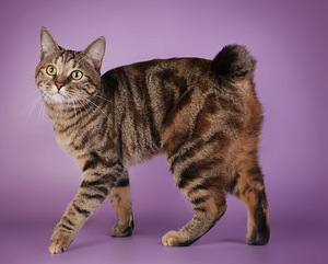 Kurili bobtail KBS (4 foto / 9)