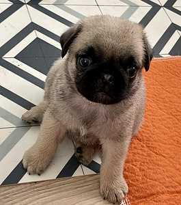 Mops, Mopsi kutsikad (4 foto / 4)