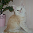 Роскошные котята мейн кун из лучшего питомника (фото #2)