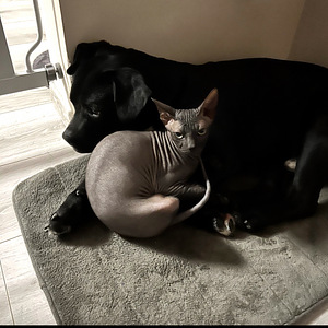 Doni Sphynx (4 foto / 7)