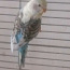 Волнистый попугайчик за символическую плату (фото #1)