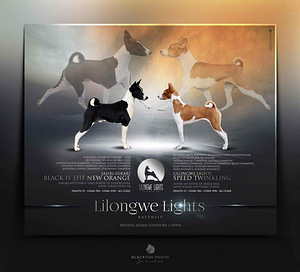 Basendži kucēni (1 foto no 8)