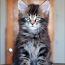 Котята Мейн-Кун (фото #3)
