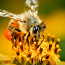 Пчелосемьи, пчелопакеты, продукты пчеловодства (фото #3)