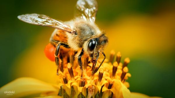 Бджолосім’ї, бджолопакети, продукти бджільництва (фото #3)