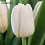 Голландские тюльпаны оптом (фото #1)
