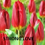 Голландские тюльпаны оптом (фото #2)