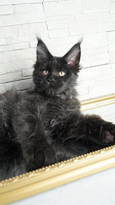 Maine coon zēns (2 foto no 3)
