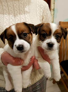 Jack russelli terjeri kutsikad Jacks Fullofjoy (4 foto / 7)