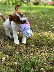 Jack russelli terjeri kutsikad Jacks Fullofjoy (2 foto / 8)